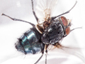 Calliphora vicina